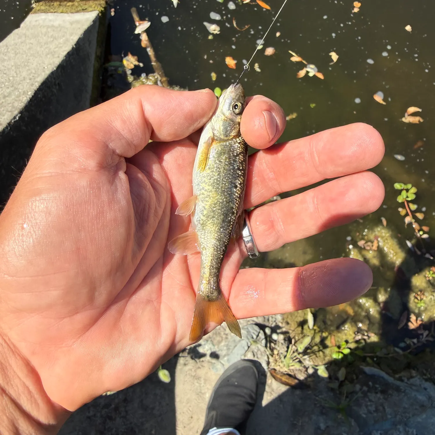 The most recent California roach catches on Fishbrain