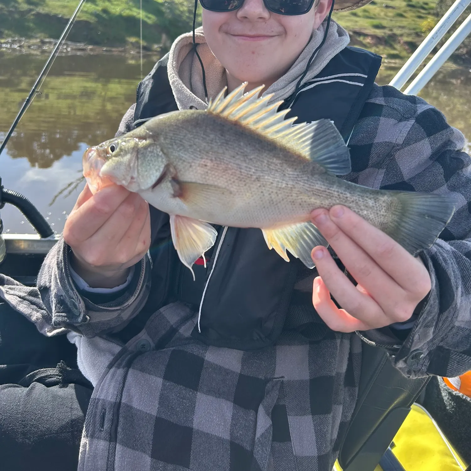 Golden perch caught on Fishbrain
