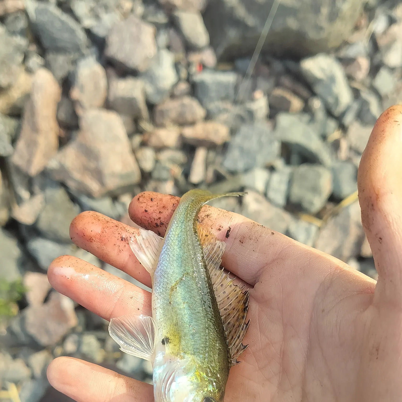 most liked catch image