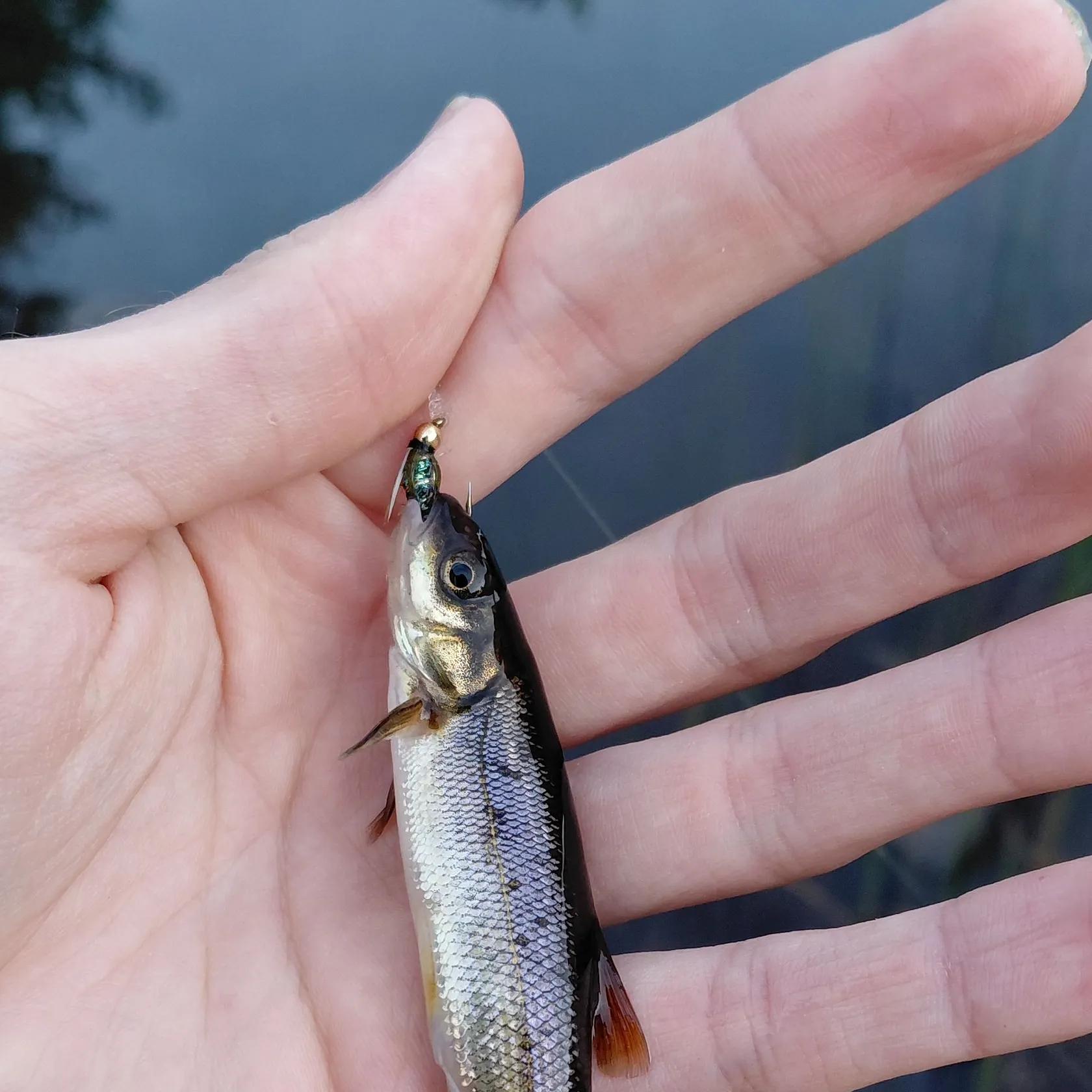 Creek chub caught on Fishbrain