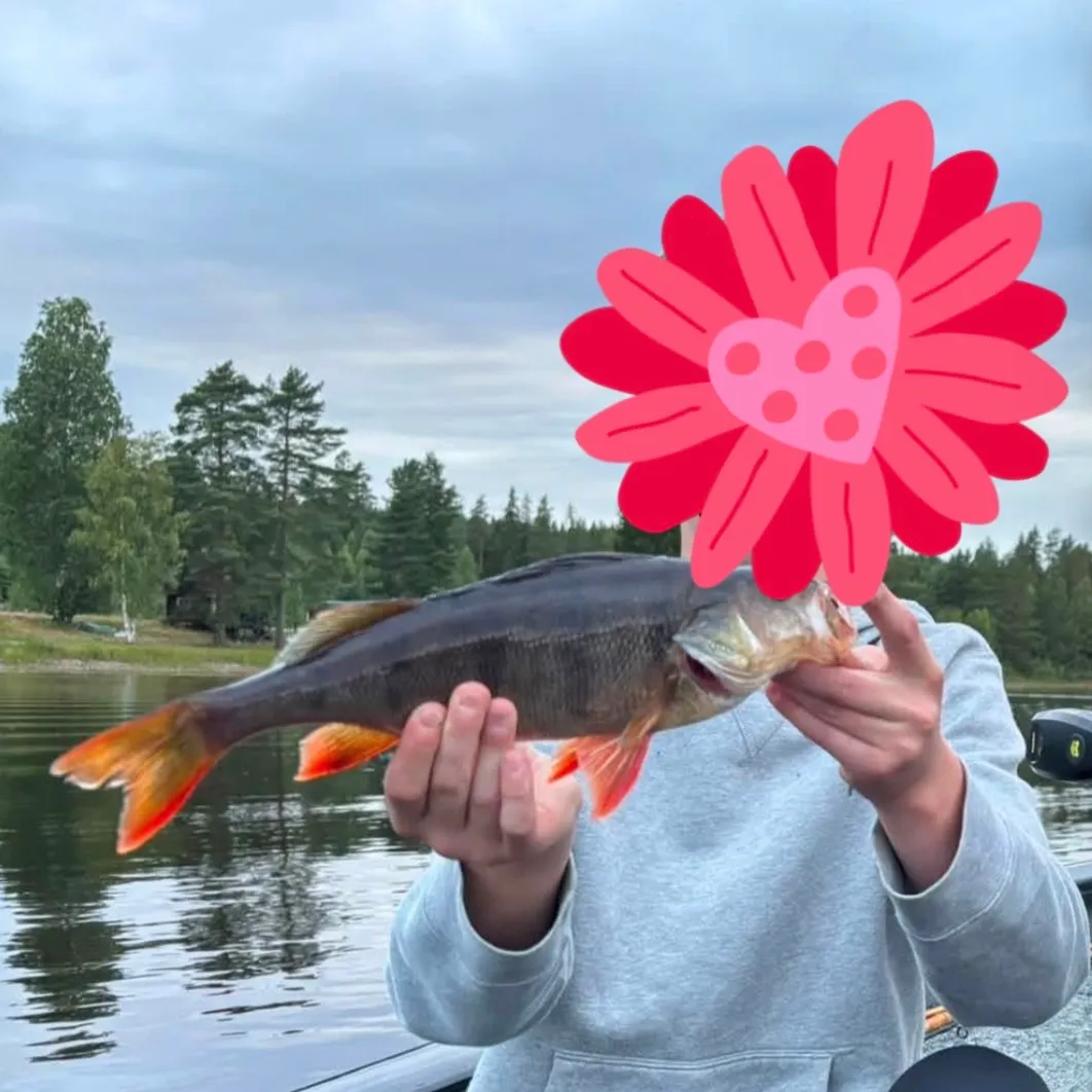 Fish caught on Fishbrain