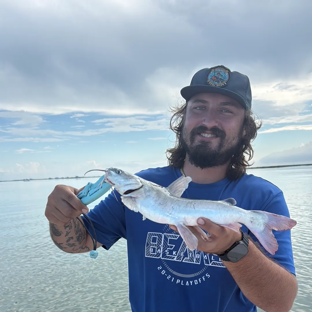Gafftopsail sea catfish caught on Fishbrain