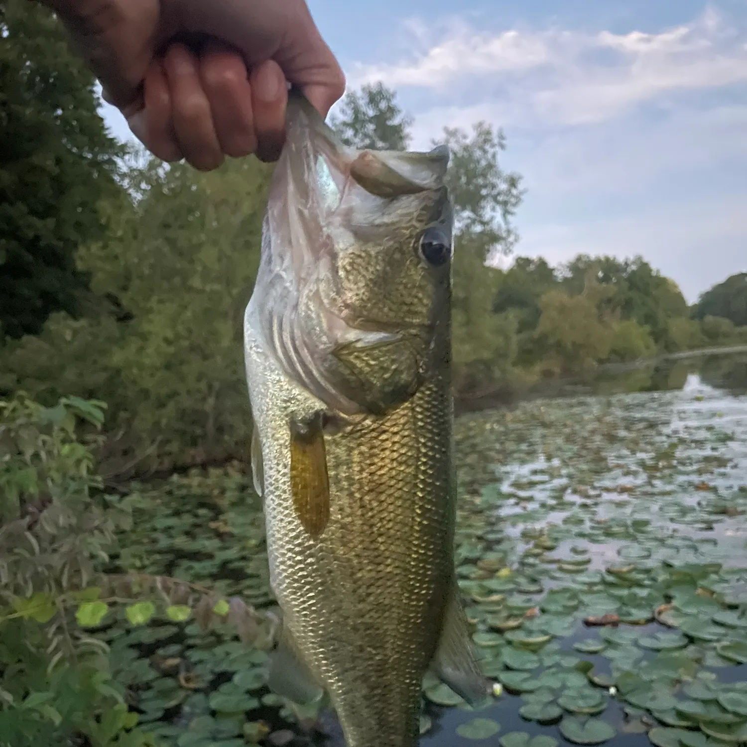 Largemouth bass caught on Fishbrain