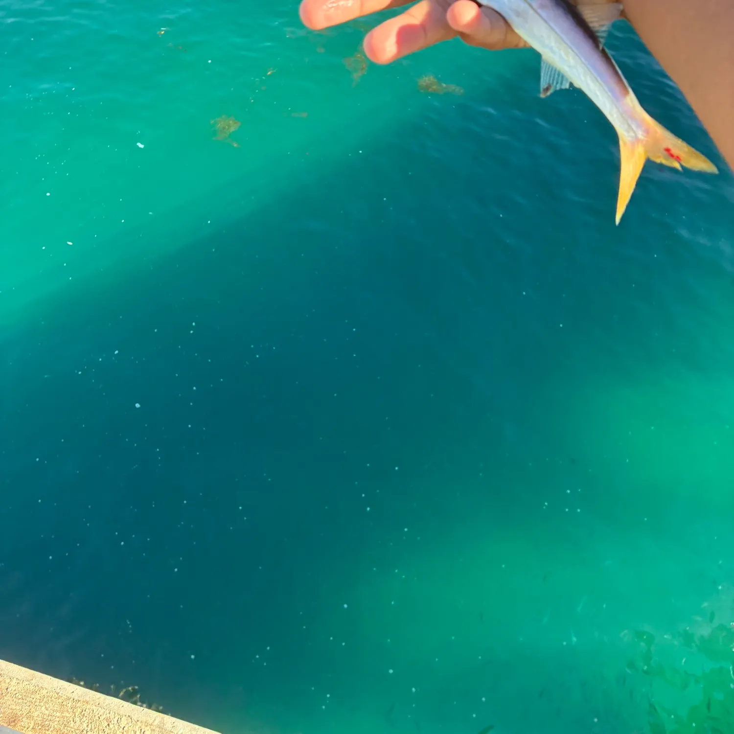 Pacific barracuda caught on Fishbrain