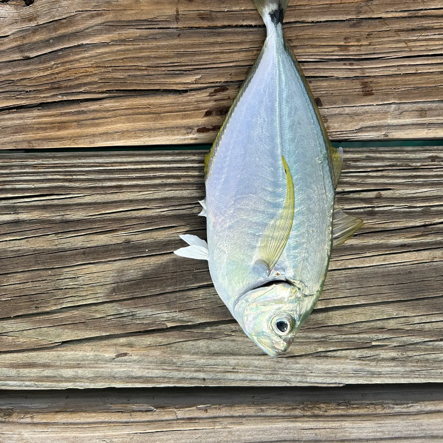 The most recent Atlantic bumper catches on Fishbrain