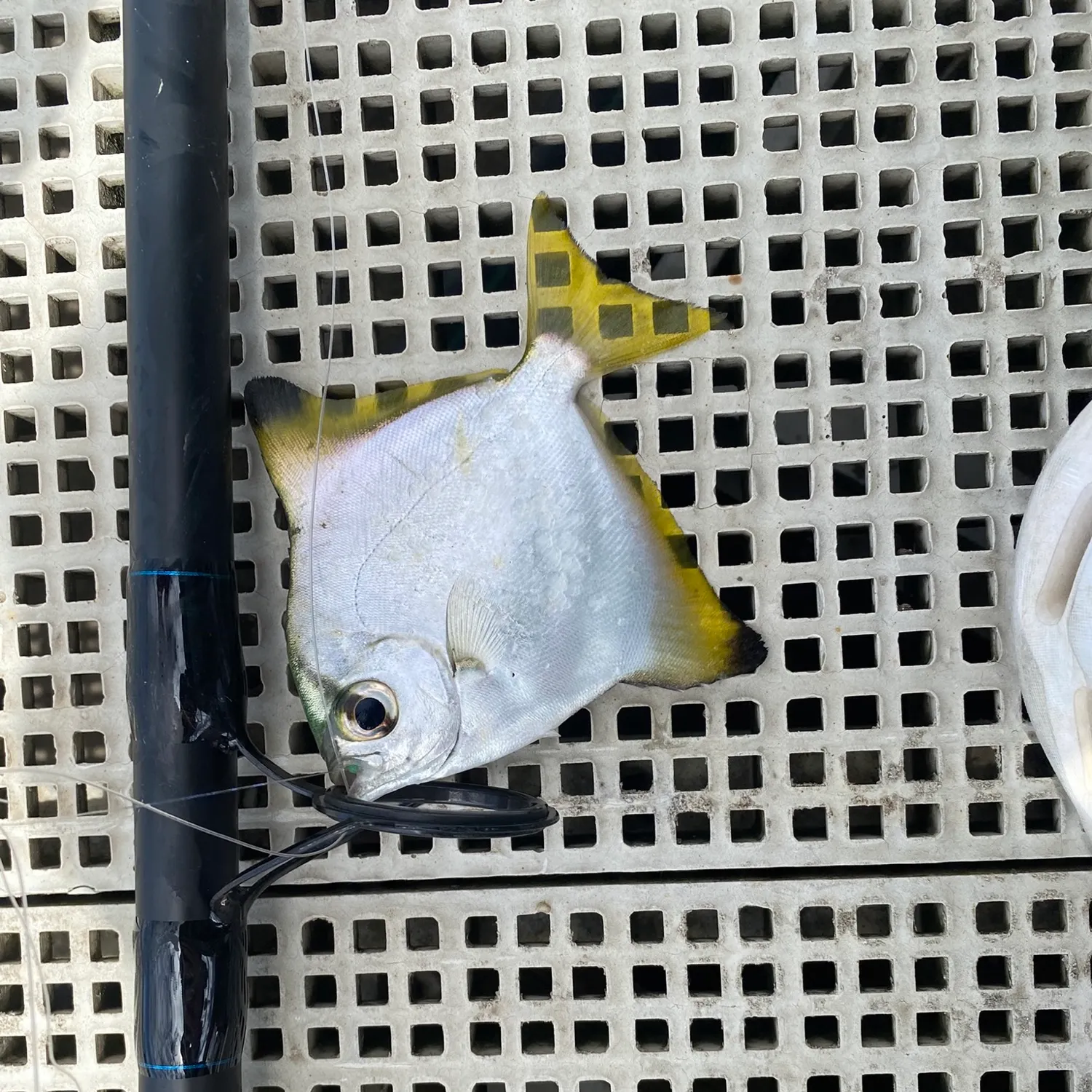 Silver moony caught on Fishbrain