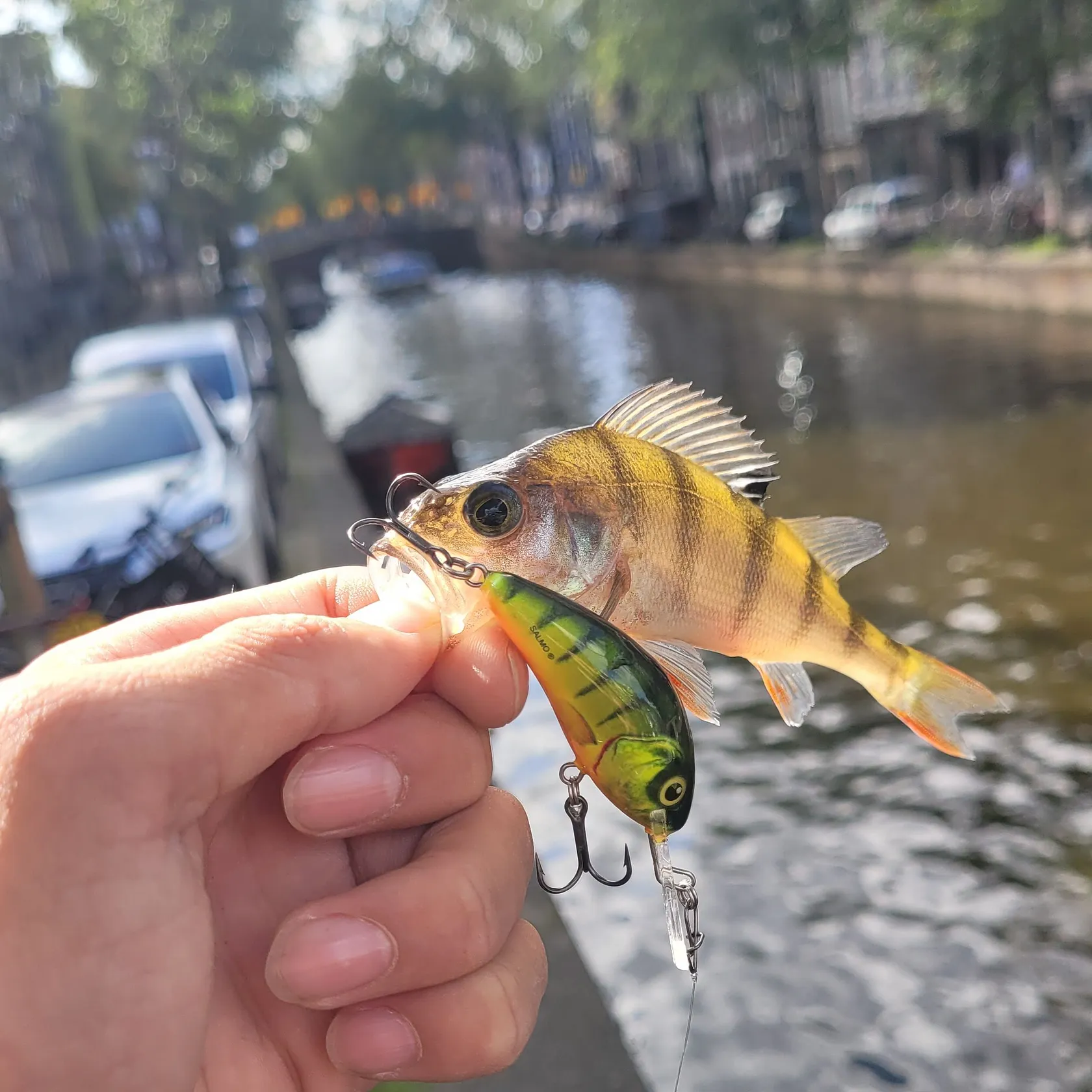 European perch caught on Fishbrain