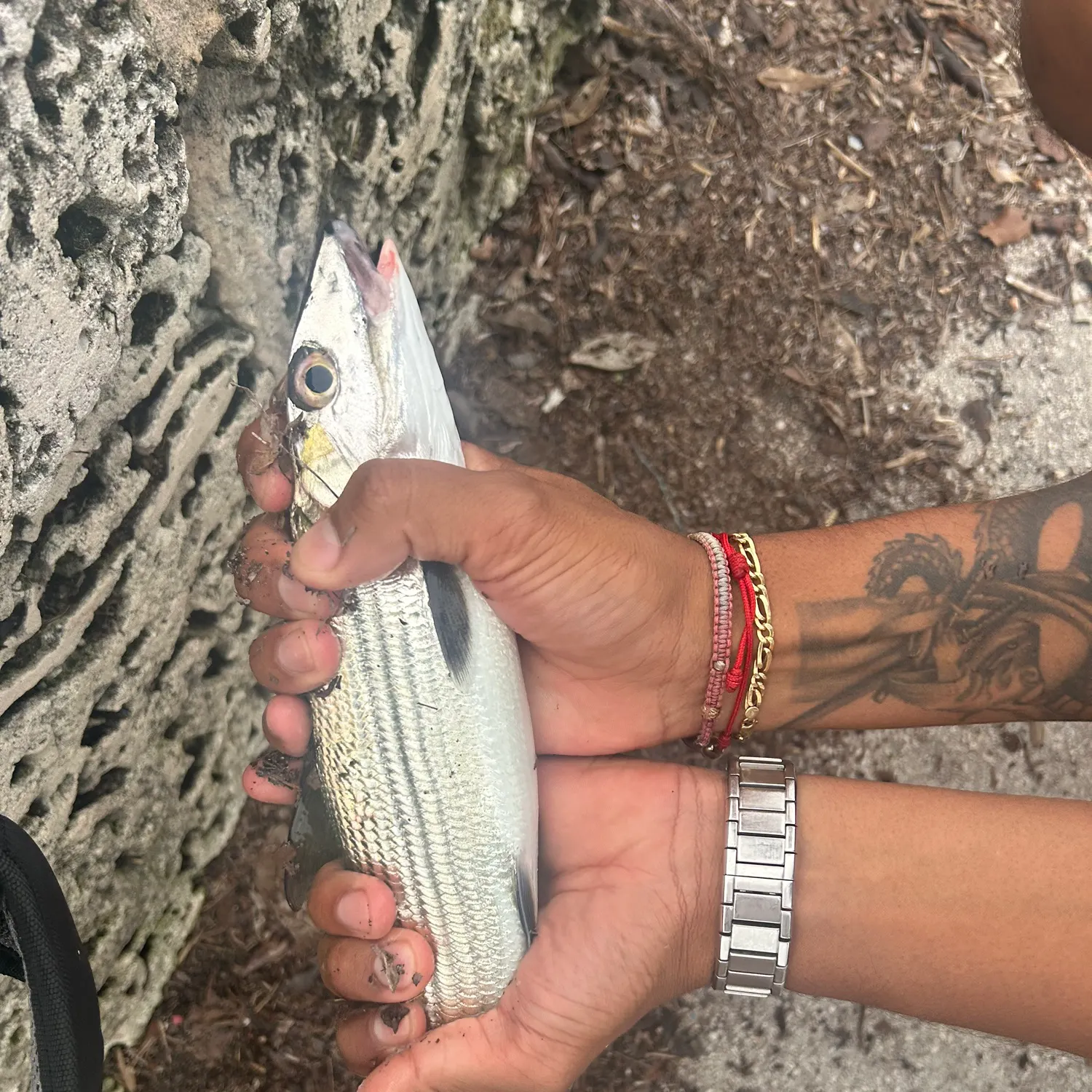 The most recent West Atlantic bonefish catches on Fishbrain