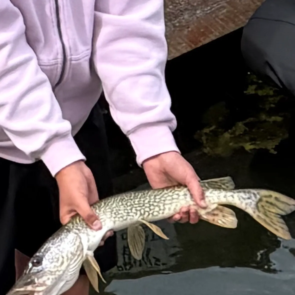 Northern pike caught on Fishbrain