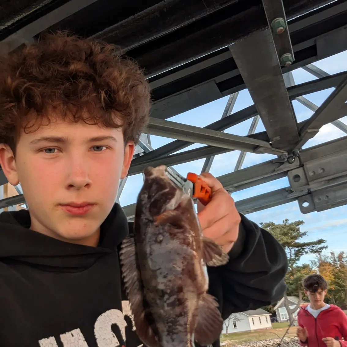 Tautog caught on Fishbrain