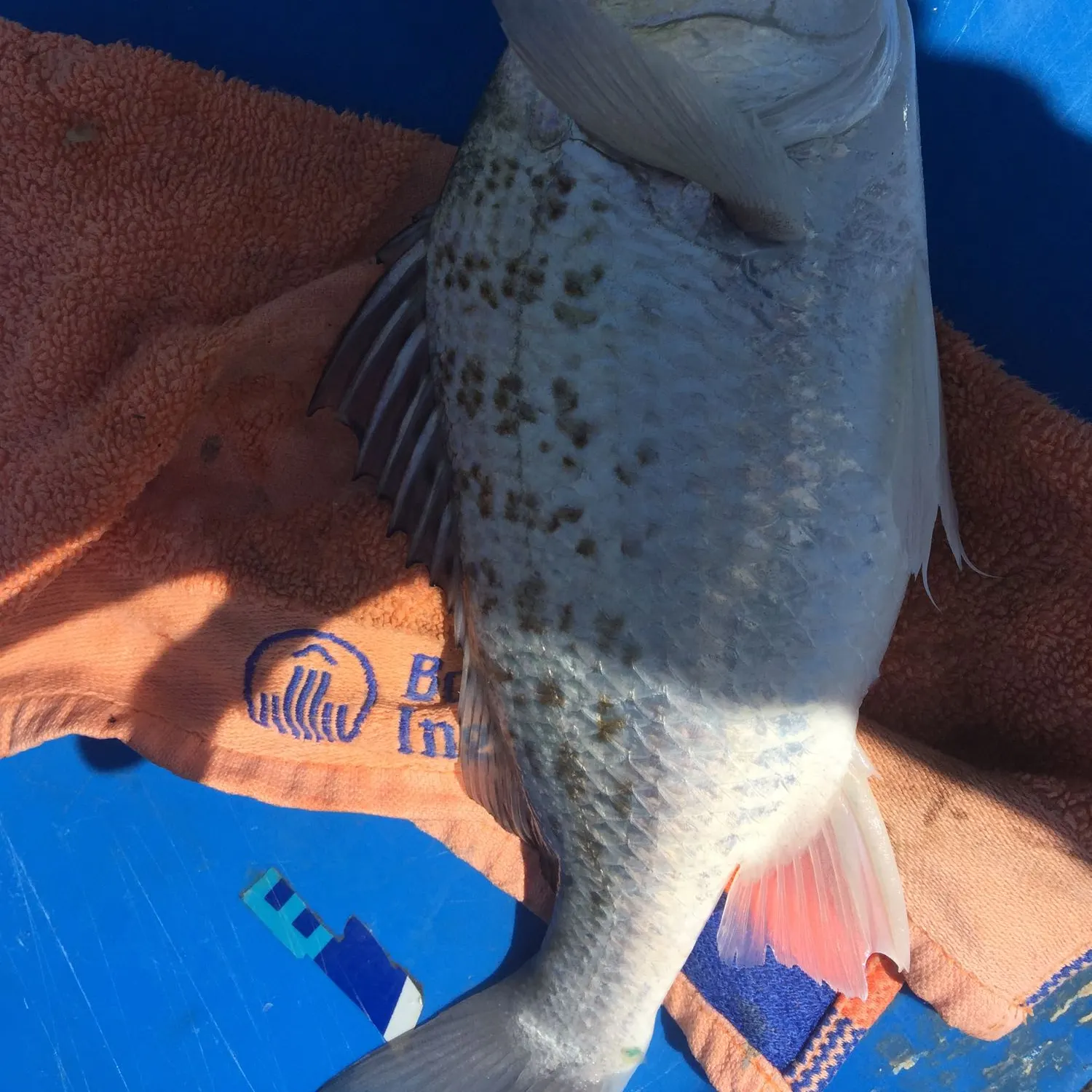 Javelin grunter caught on Fishbrain