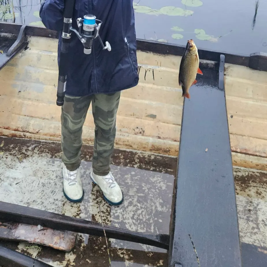 Common rudd caught on Fishbrain