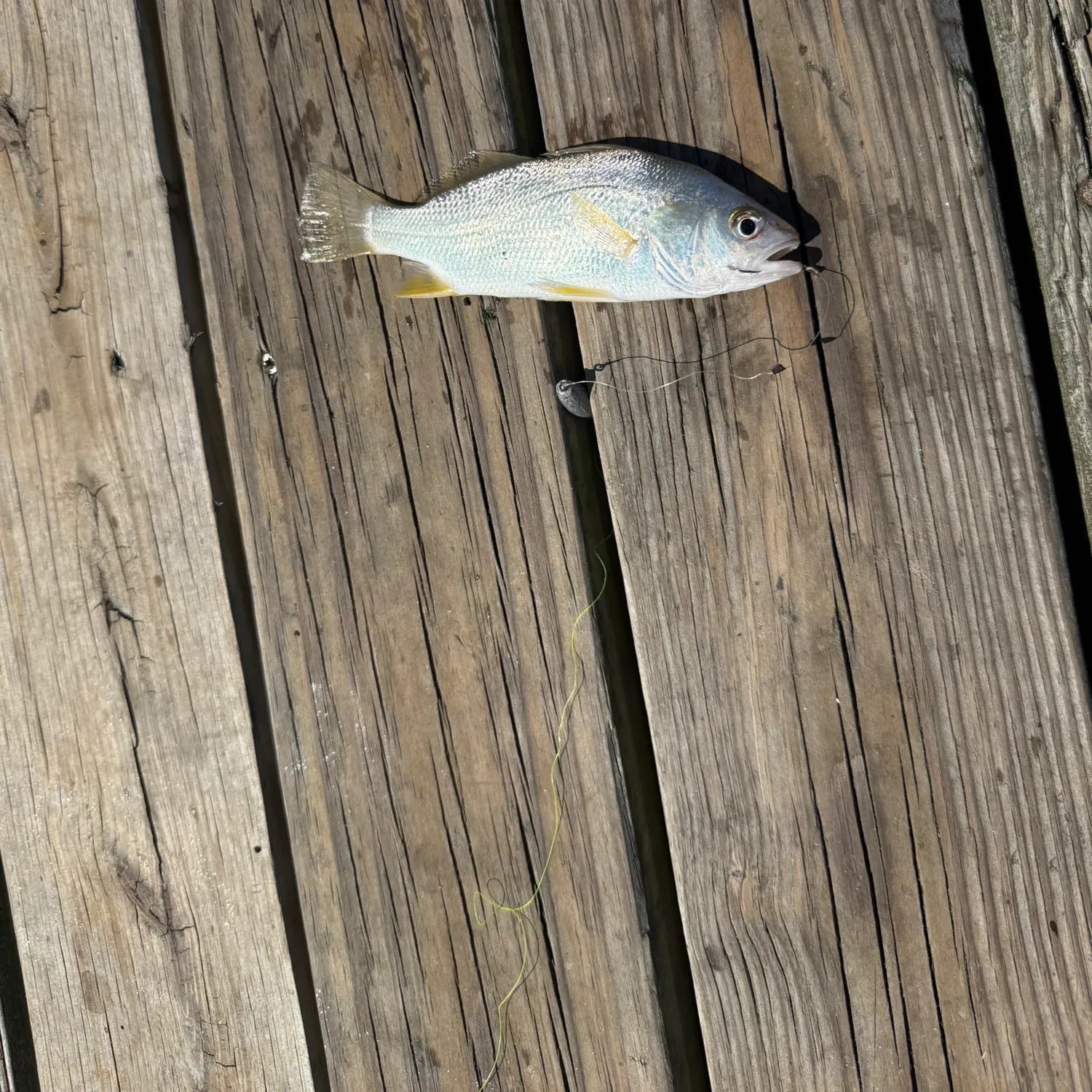 Silver perch caught on Fishbrain