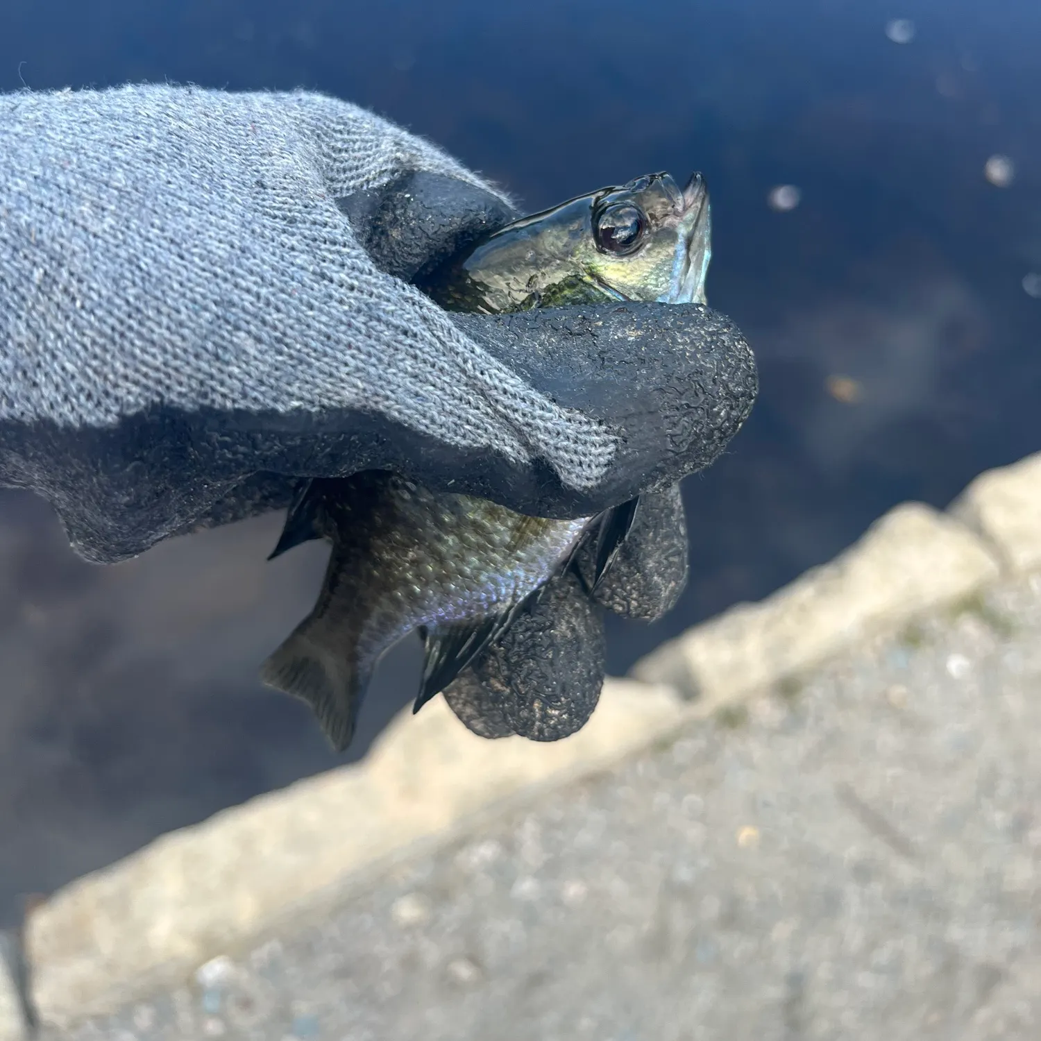 Bluegill caught on Fishbrain