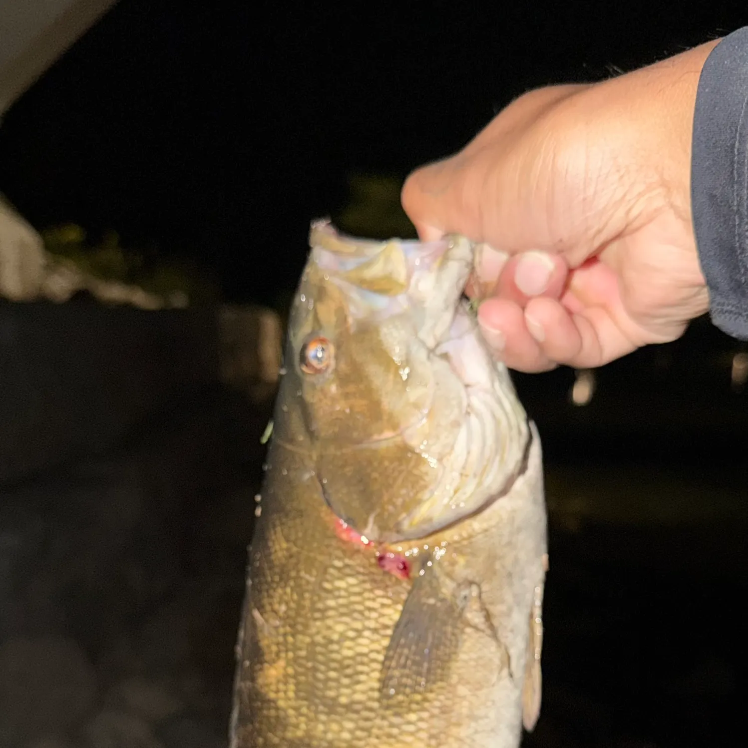 Smallmouth bass caught on Fishbrain