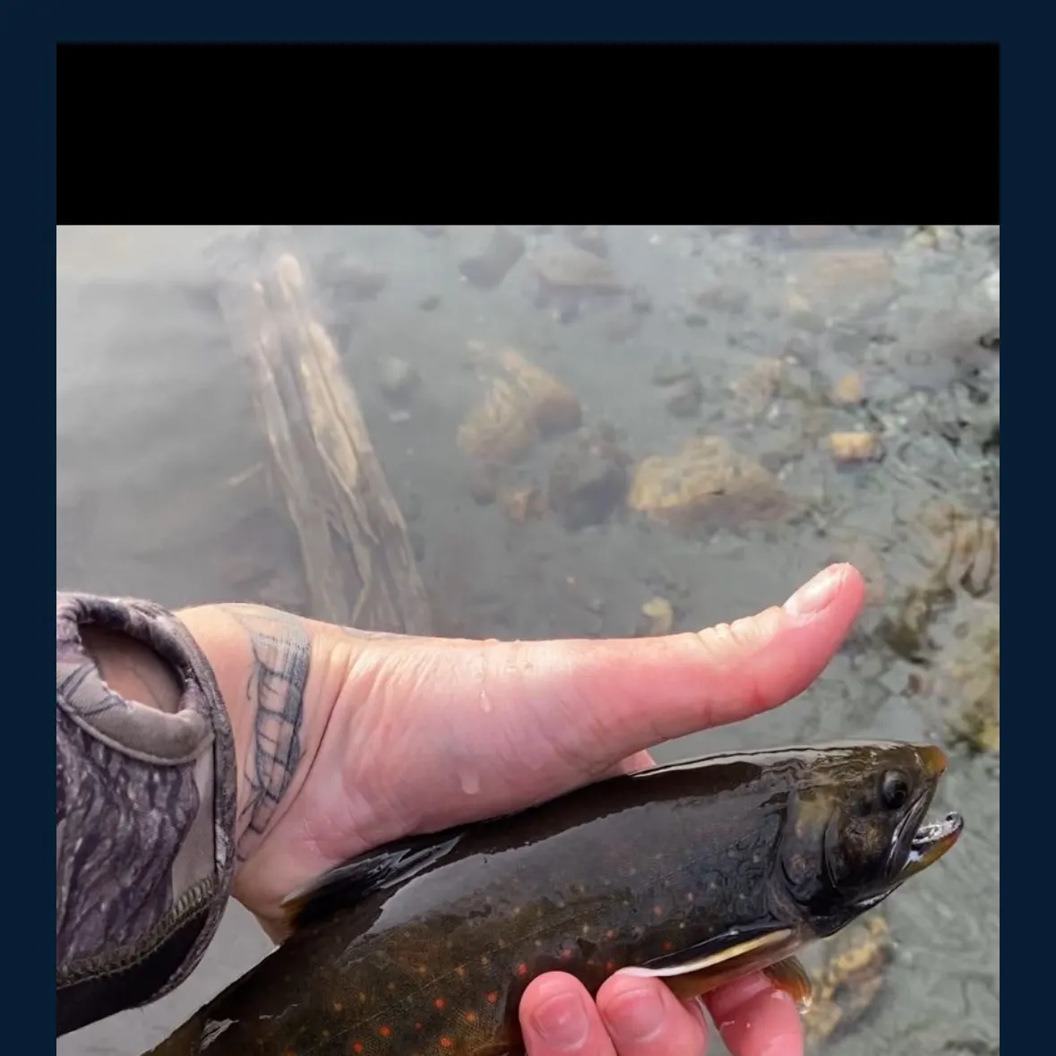 The most recent Dolly varden catches on Fishbrain