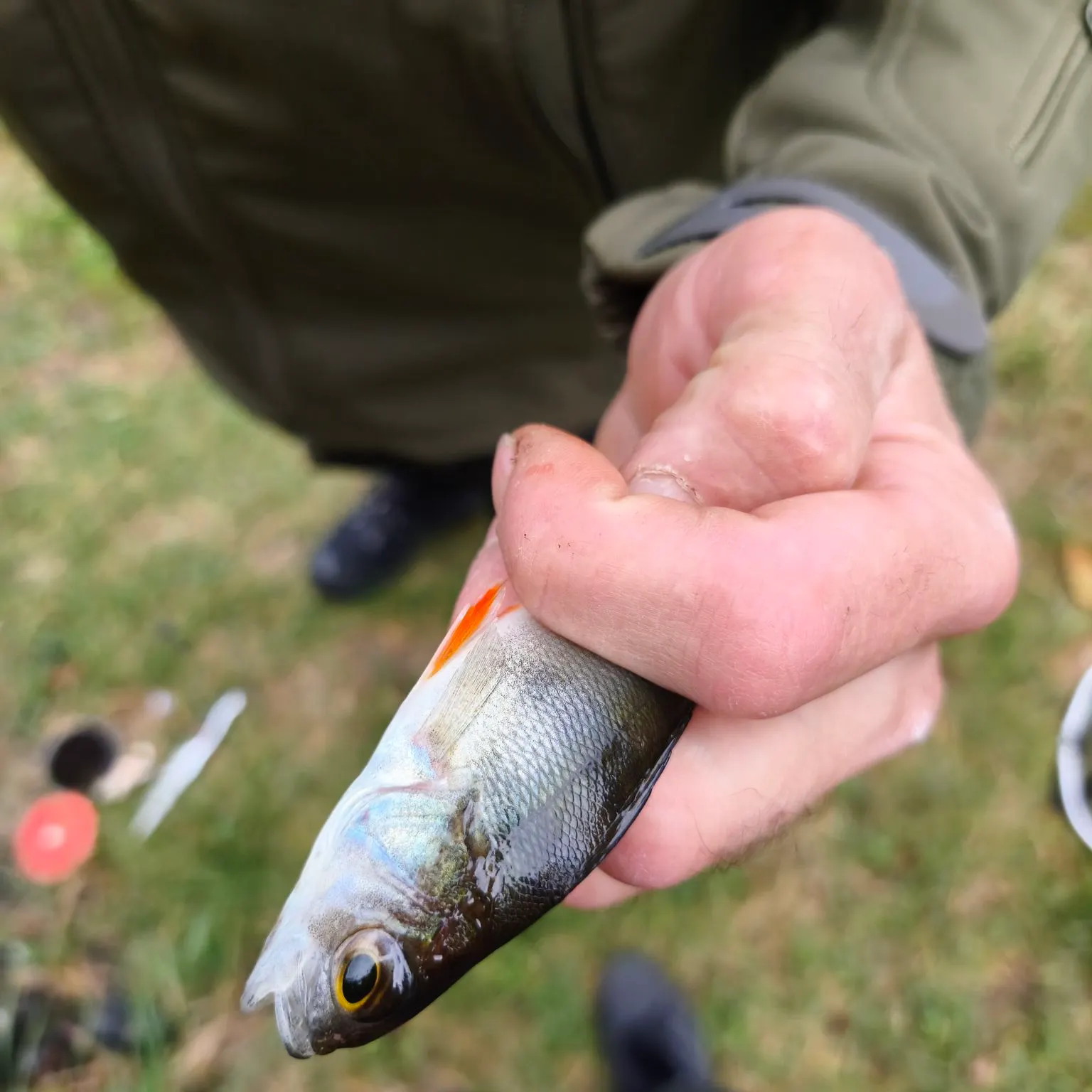 European perch caught on Fishbrain