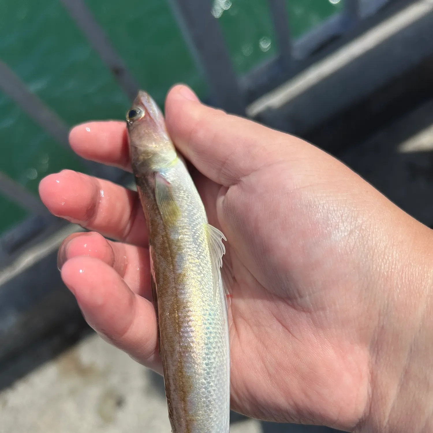 The most recent California lizardfish catches on Fishbrain