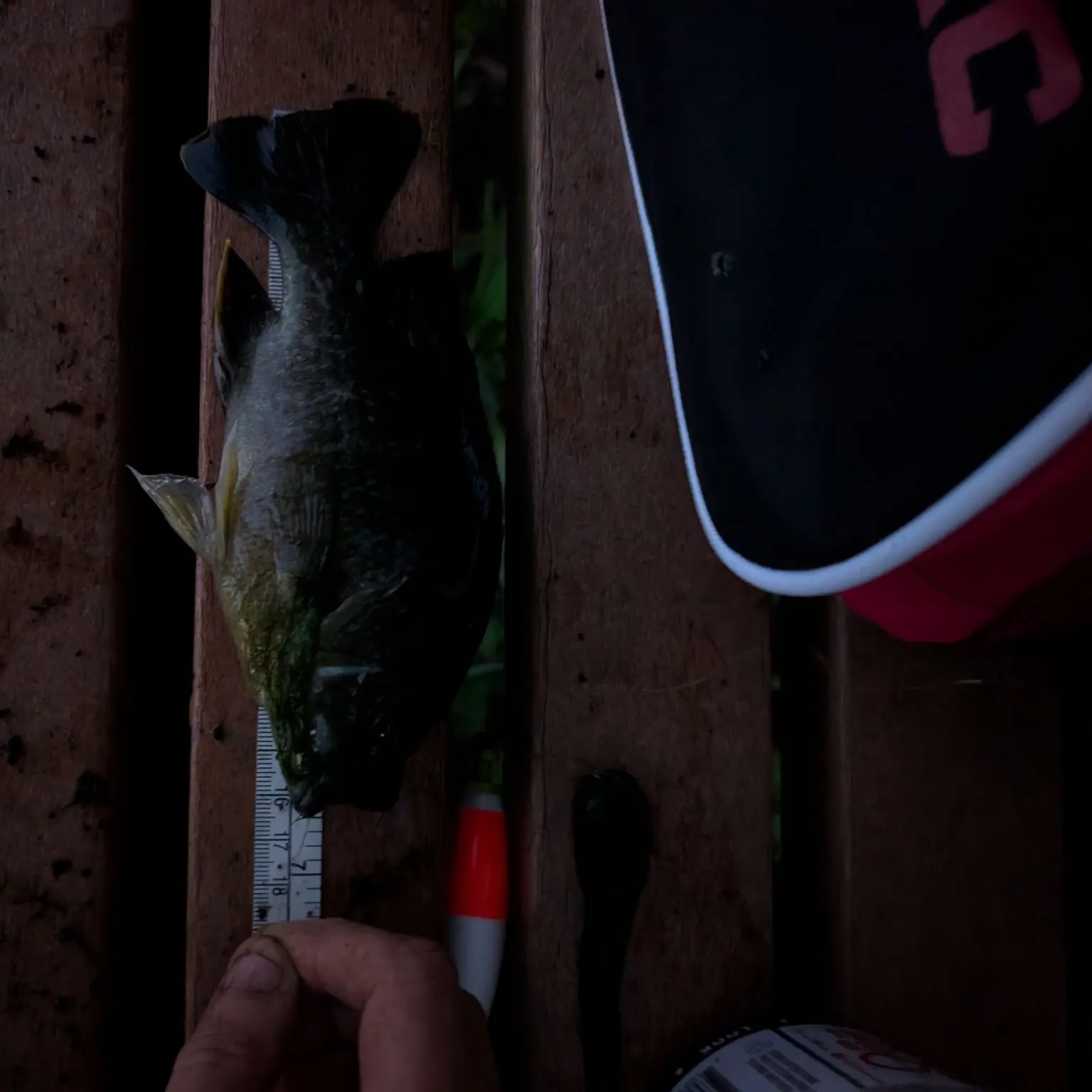 Greengill hybrid caught on Fishbrain