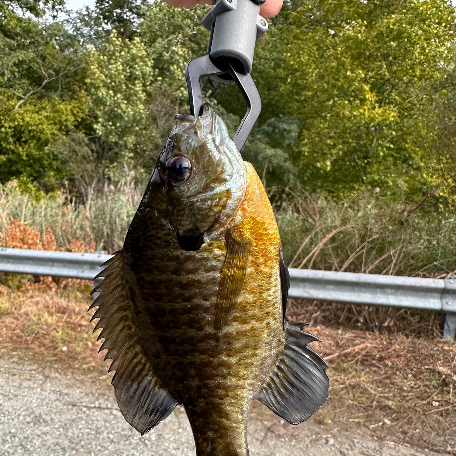 Bluegill caught on Fishbrain