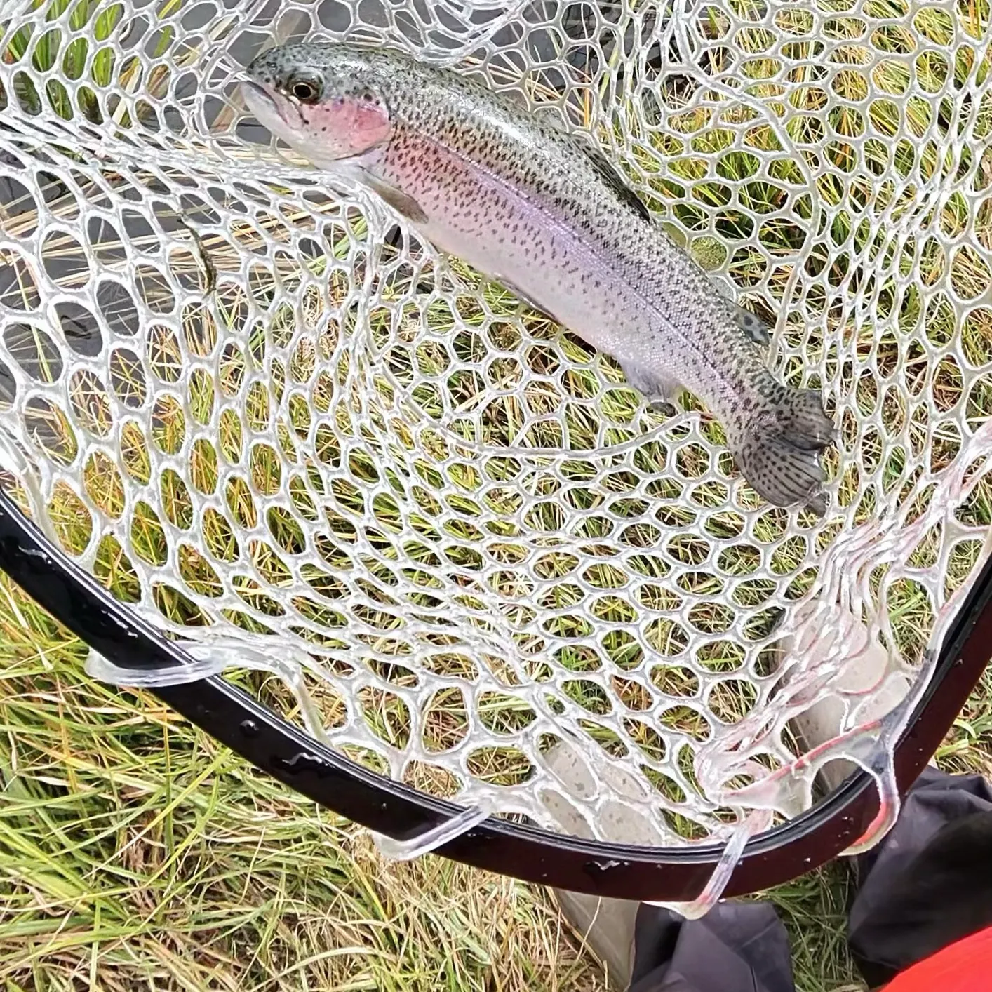 Rainbow trout caught on Fishbrain