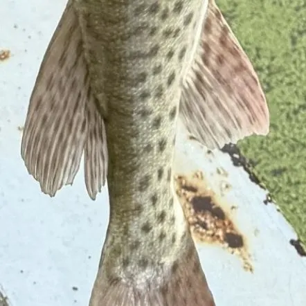 Muskie caught on Fishbrain