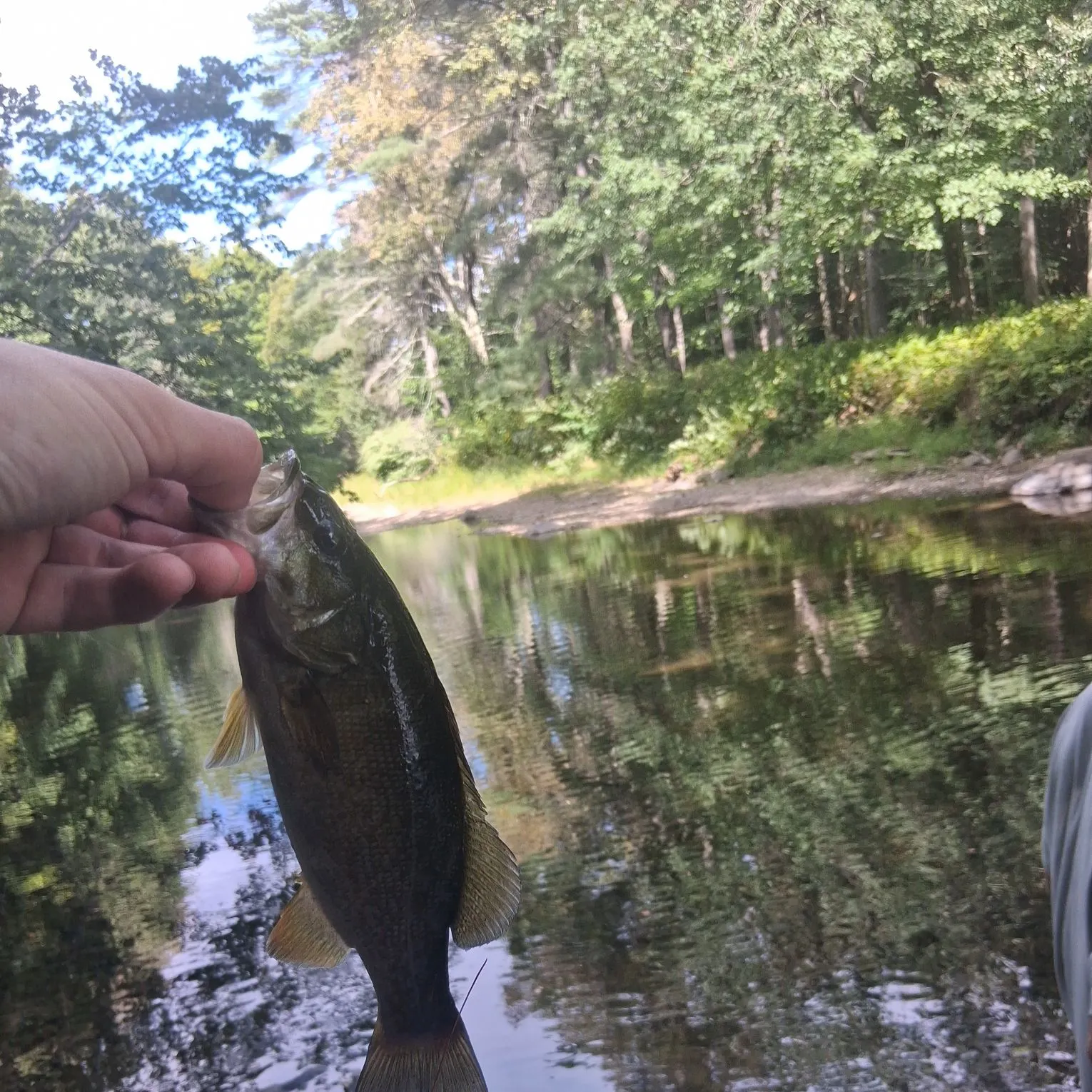 Smallmouth bass caught on Fishbrain