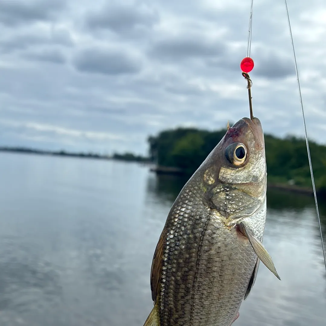 White perch caught on Fishbrain