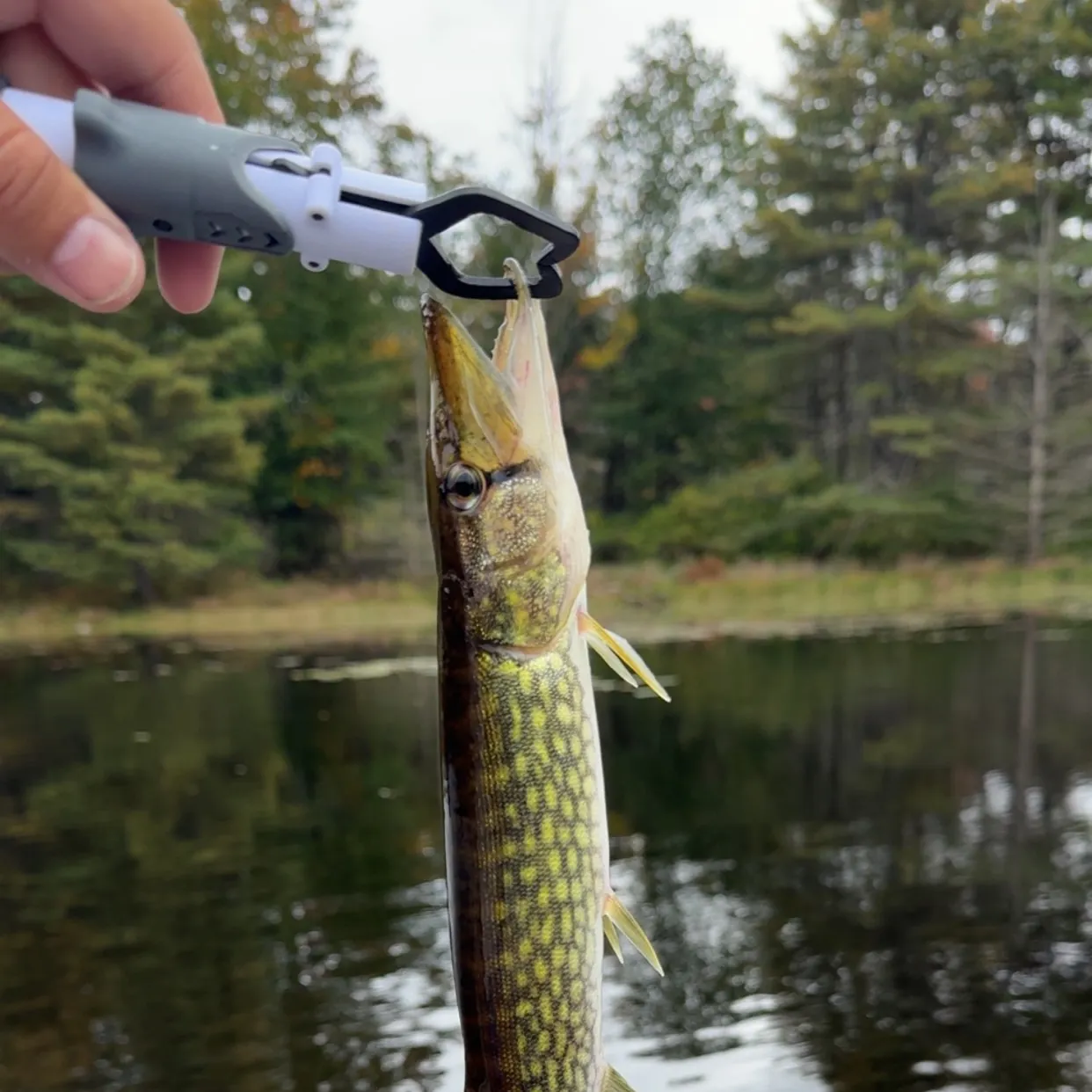 Chain pickerel caught on Fishbrain