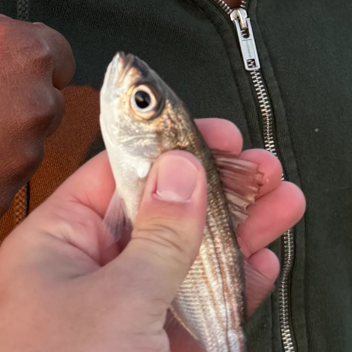 The most recent Californian salema catches on Fishbrain