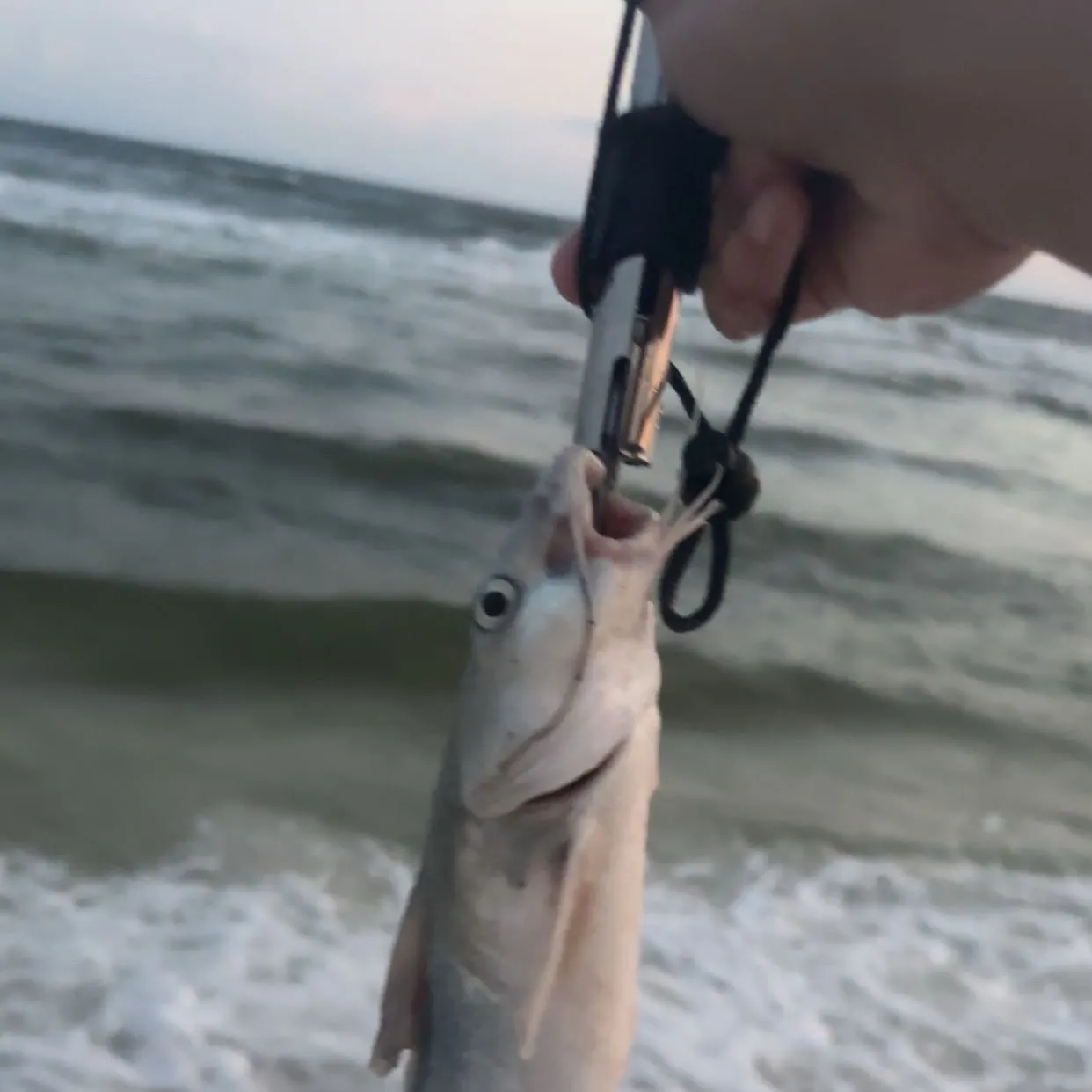 The most recent Hardhead sea catfish catches on Fishbrain