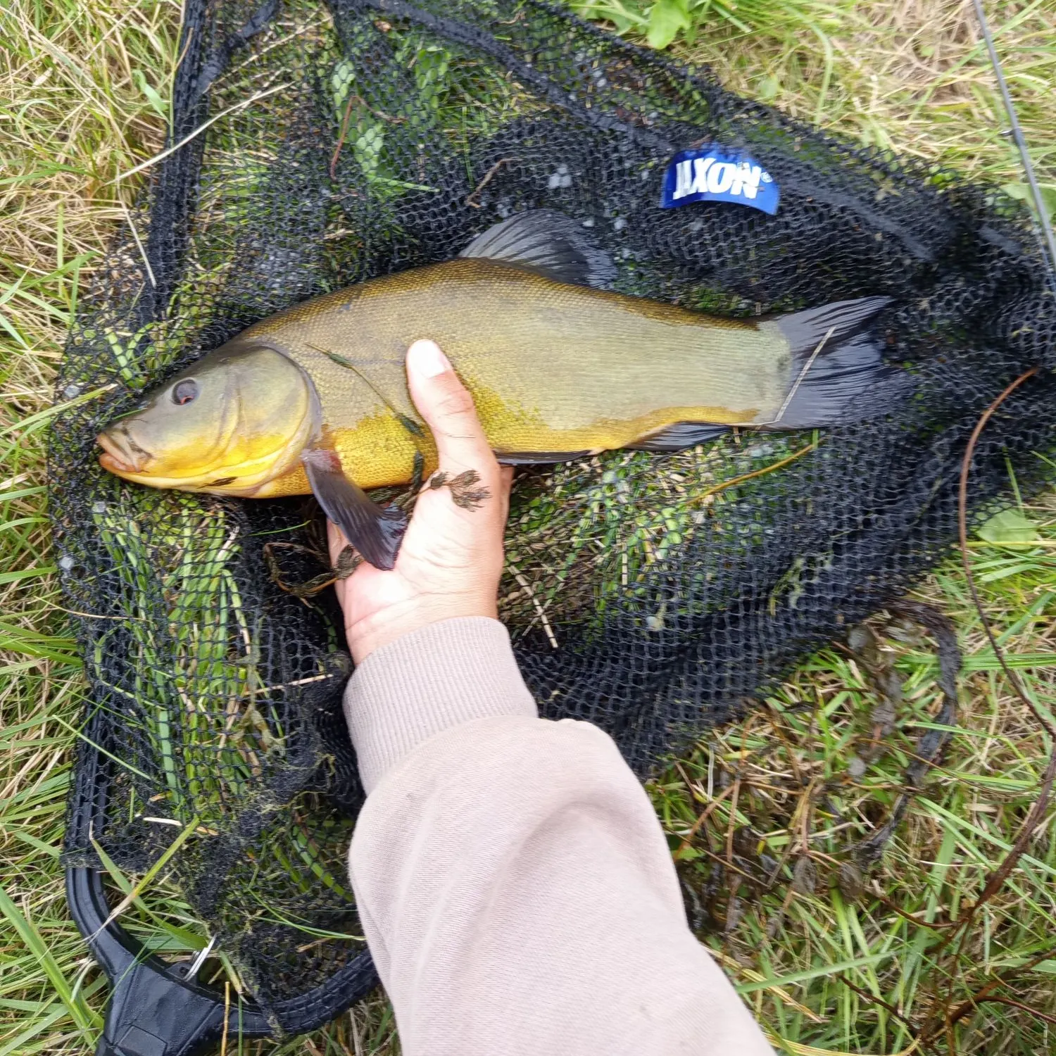 Tench caught on Fishbrain