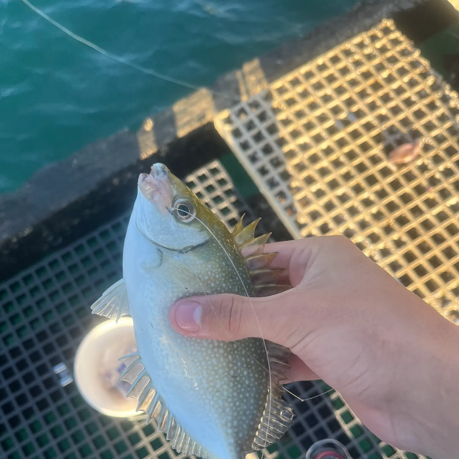 The most recent Mottled spinefoot catches on Fishbrain