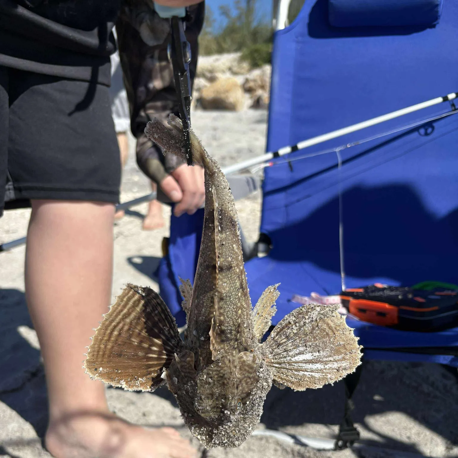 The most recent Pacific spotted scorpionfish catches on Fishbrain