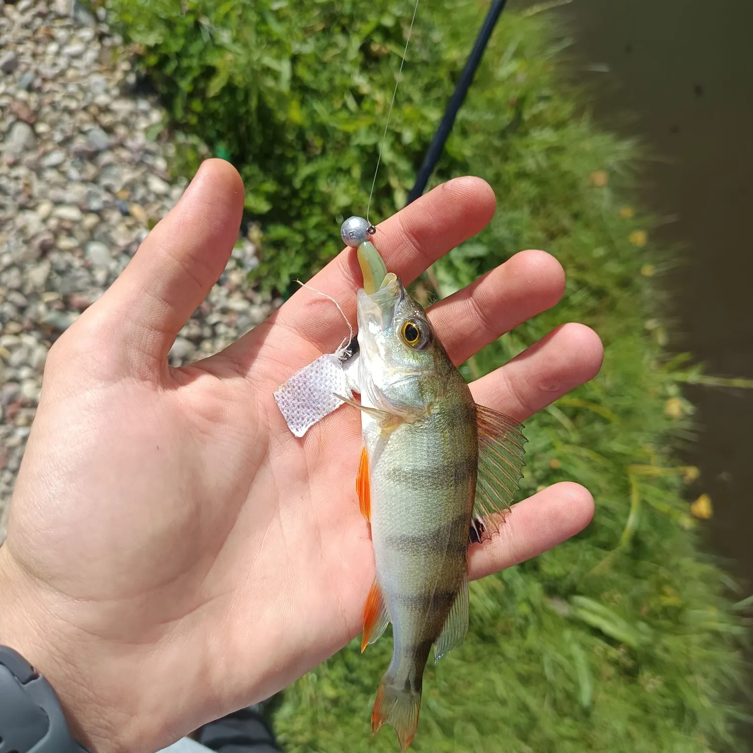 European perch caught on Fishbrain