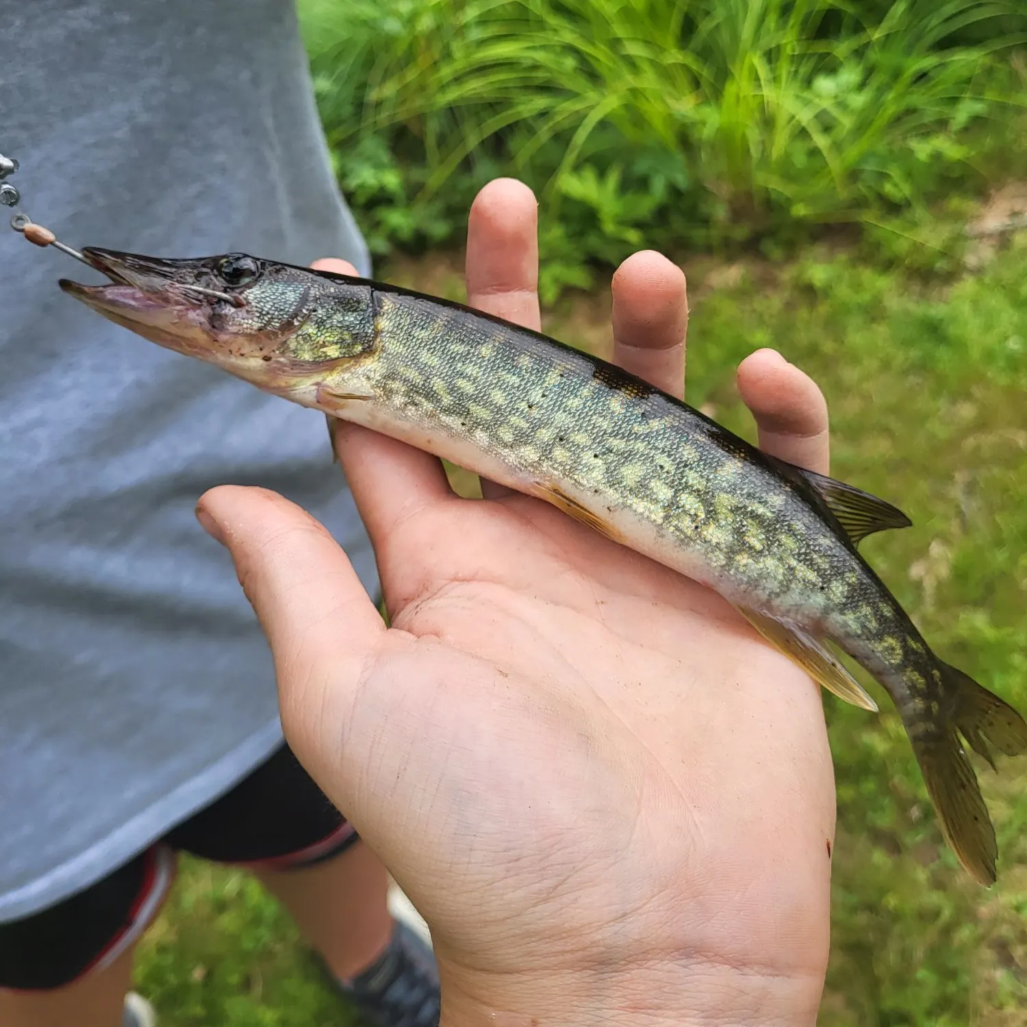 The most recent Grass pickerel catches on Fishbrain