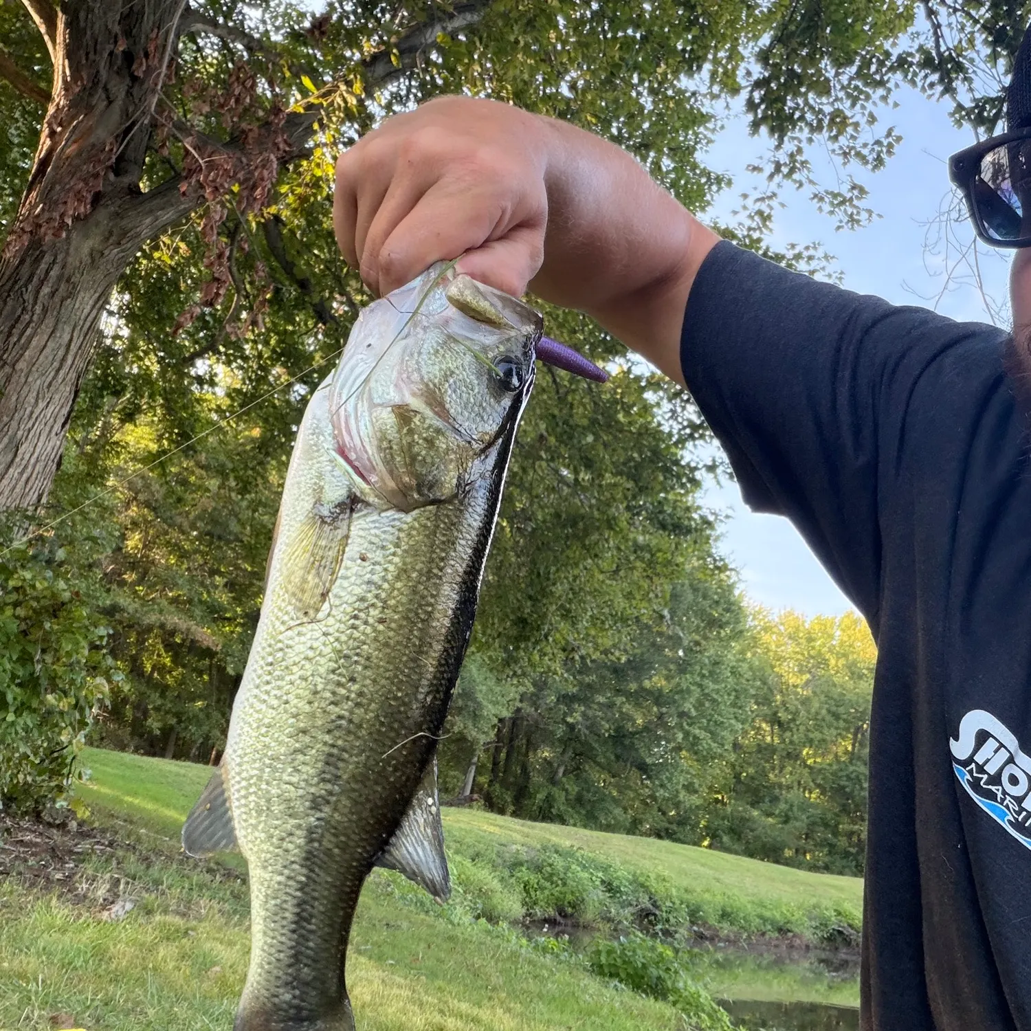 Largemouth bass caught on Fishbrain