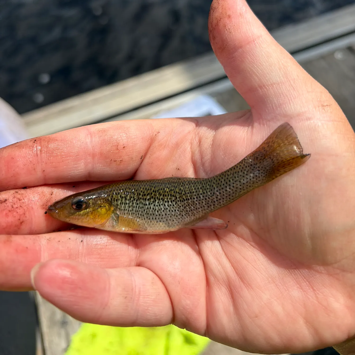 The most recent Seminole killifish catches on Fishbrain