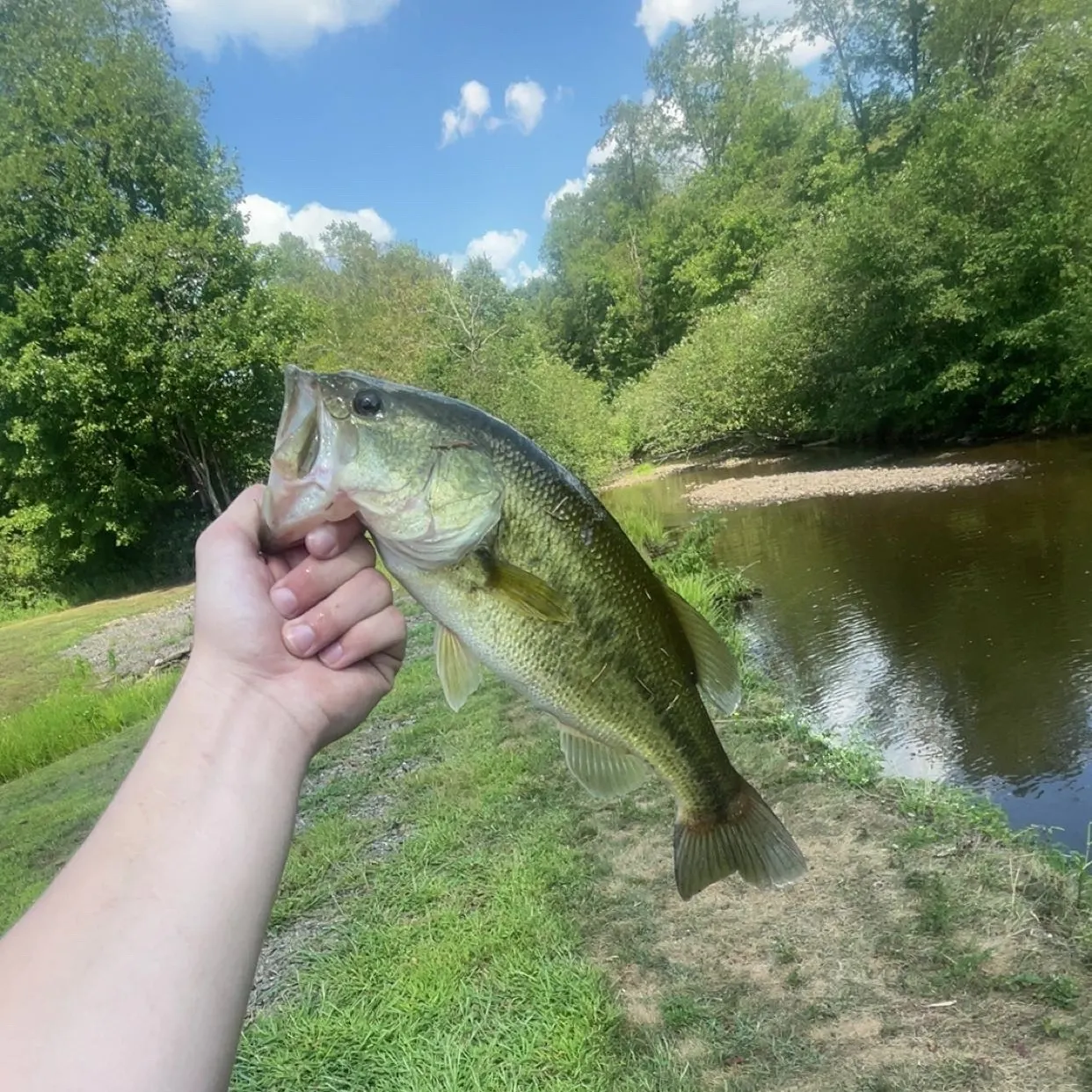Largemouth bass caught on Fishbrain