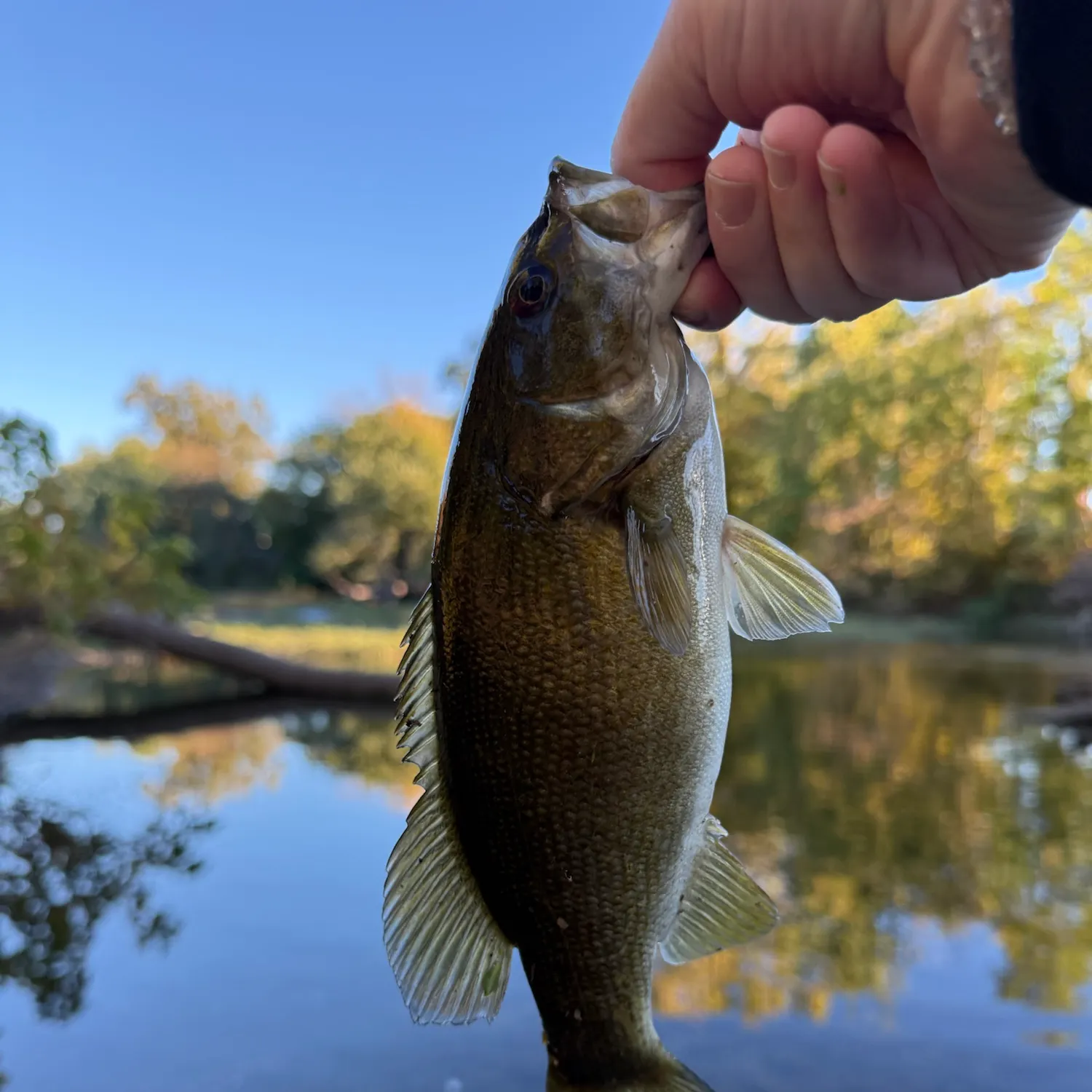 Smallmouth bass caught on Fishbrain