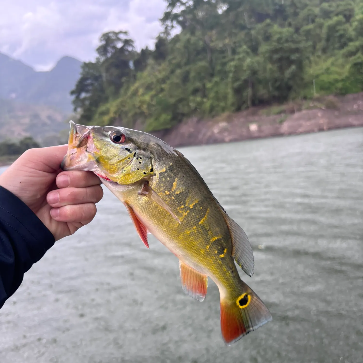 The most recent Speckled peacock bass catches on Fishbrain