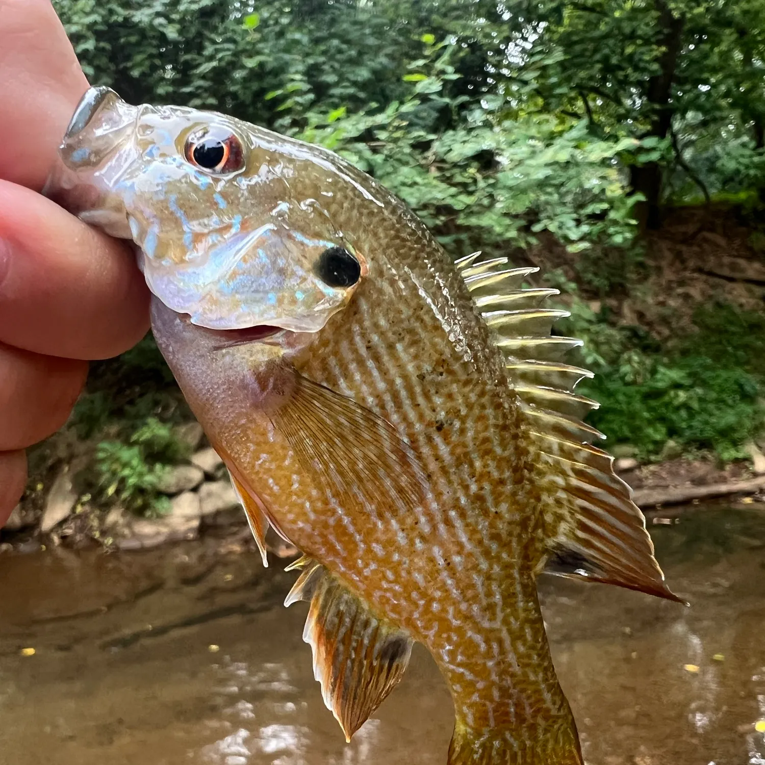 Green sunfish caught on Fishbrain