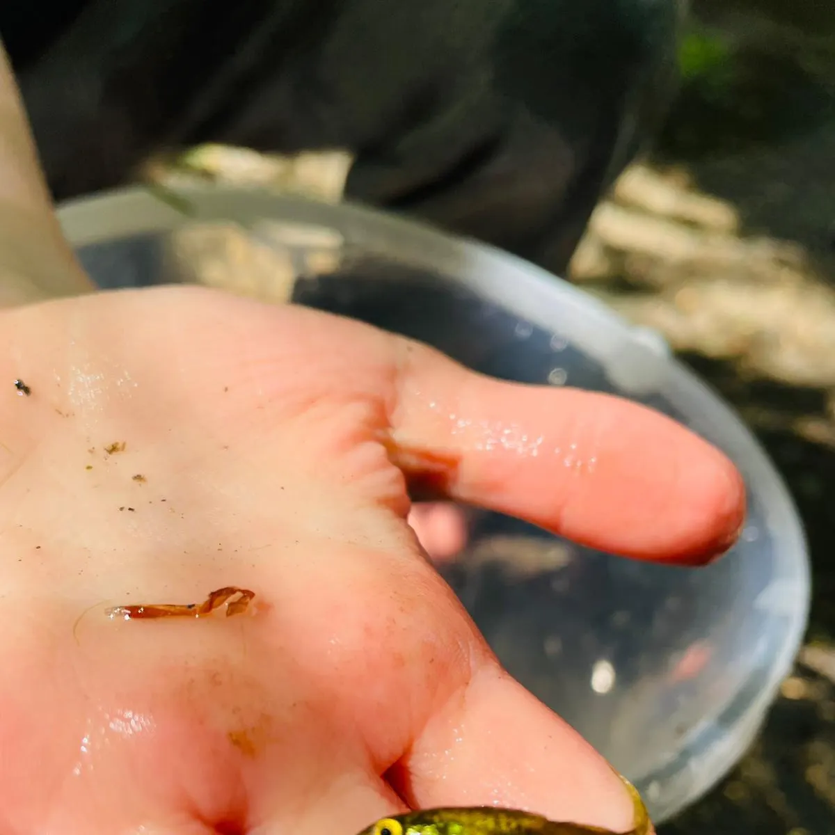 The most recent Ninespine stickleback catches on Fishbrain