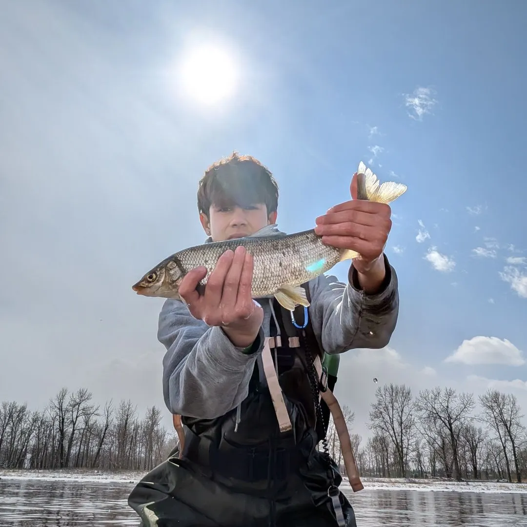 The most recent Mountain whitefish catches on Fishbrain