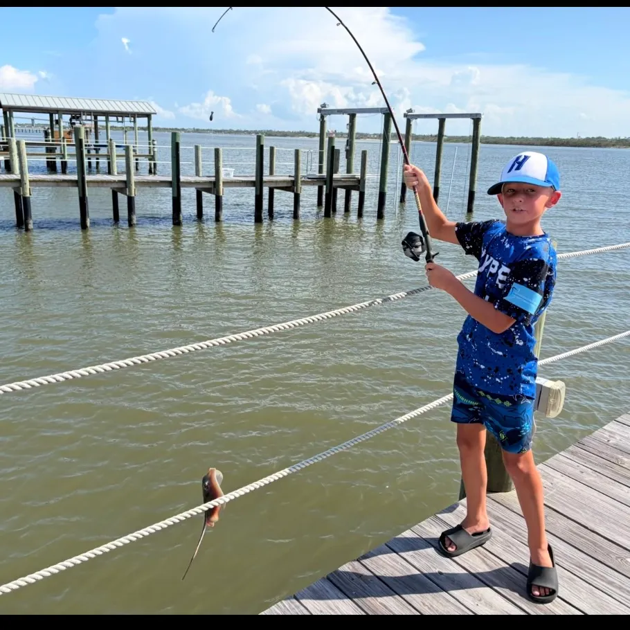 Atlantic stingray caught on Fishbrain