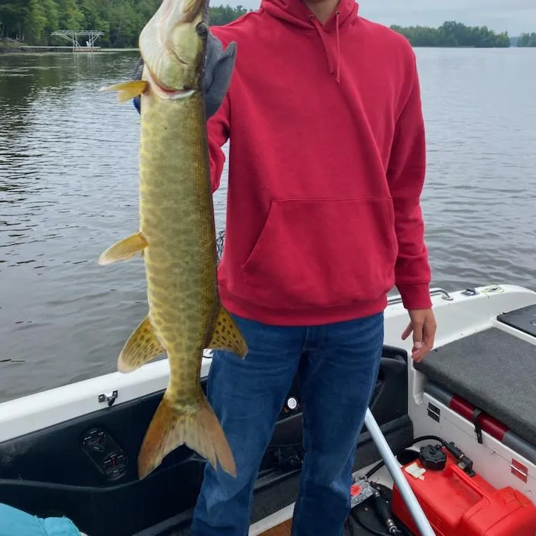 Northern pike caught on Fishbrain