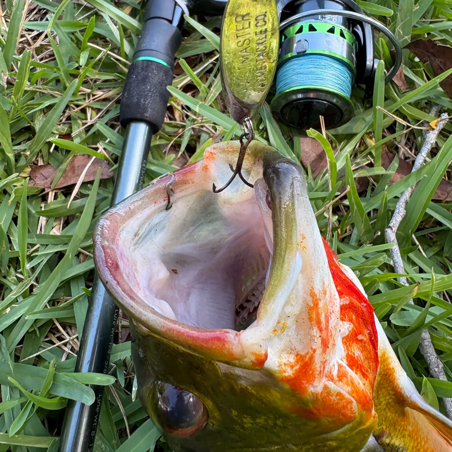 The most recent Butterfly peacock bass catches on Fishbrain