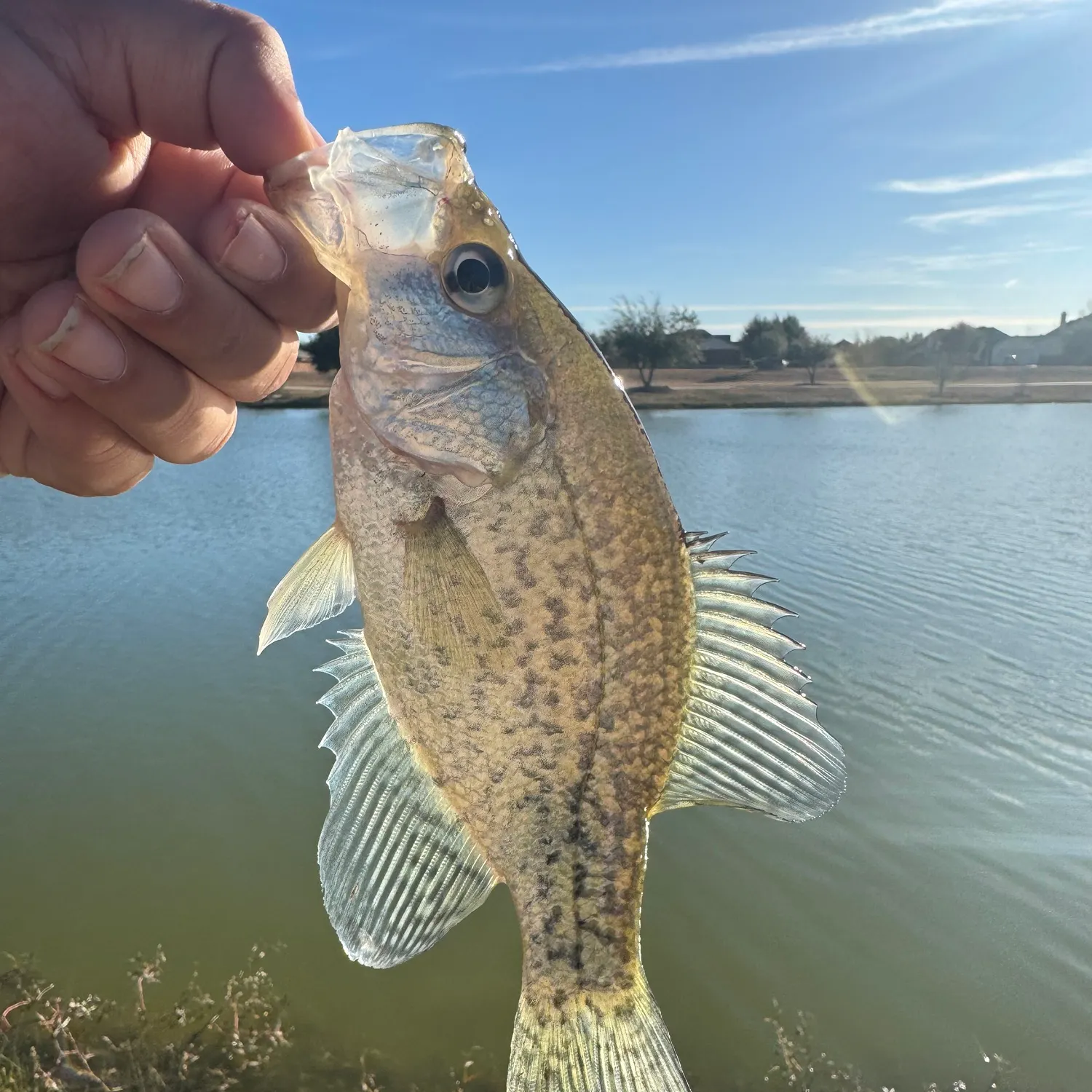 The most recent White crappie catches on Fishbrain