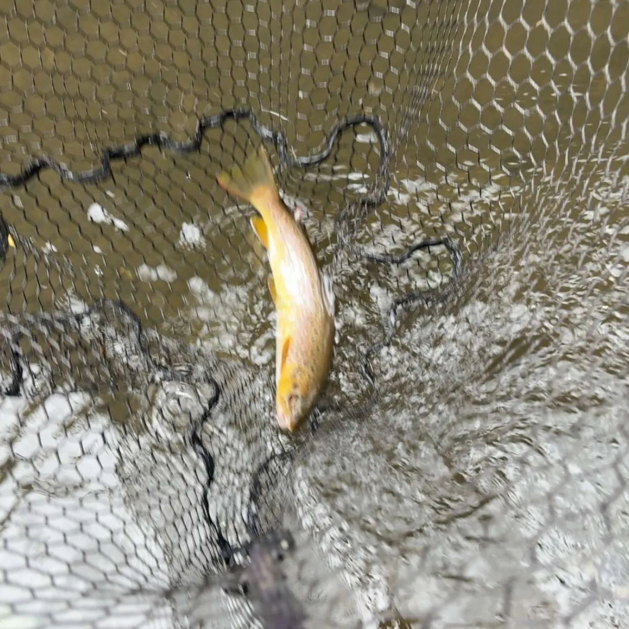 Brown trout caught on Fishbrain