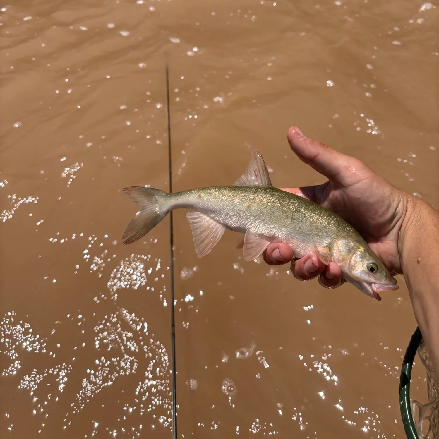 The most recent Roundtail chub catches on Fishbrain